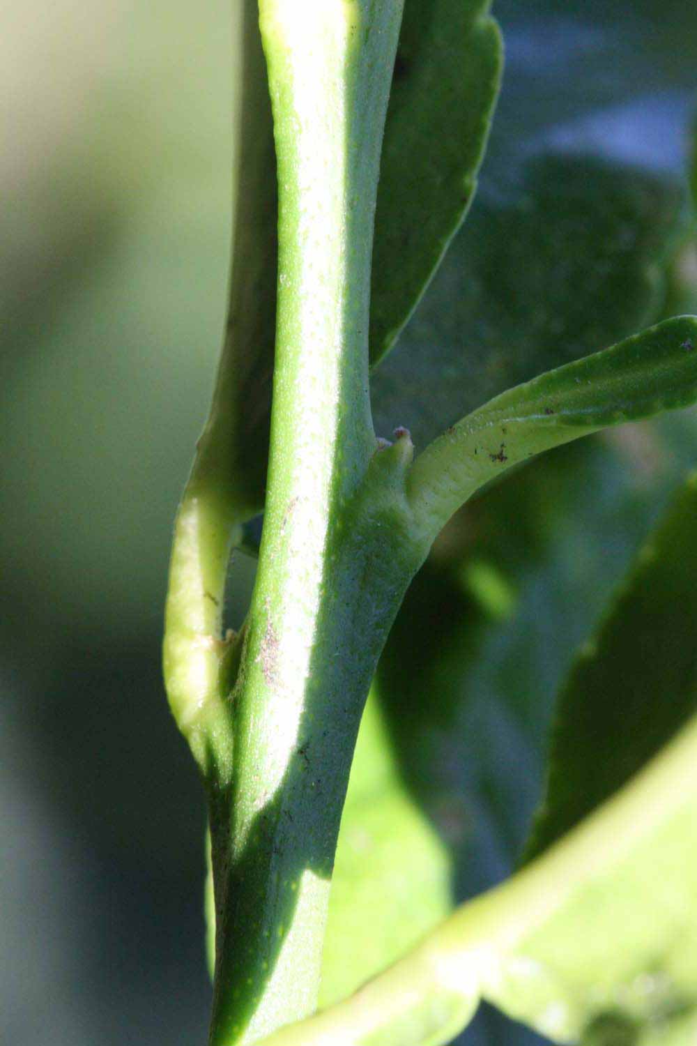            First year twig (Riverside, CA)   